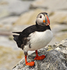 Atlantic Puffin